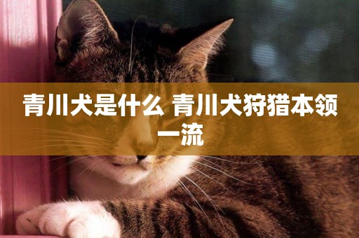 青川犬是什么 青川犬狩獵本領一流