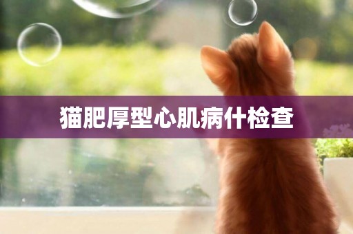 貓肥厚型心肌病什檢查