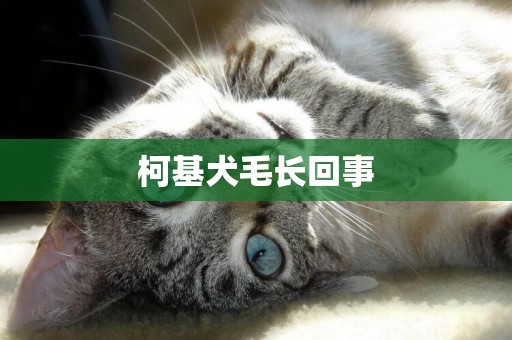 柯基犬毛長回事