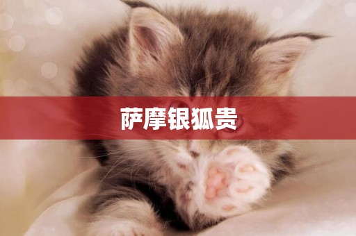 薩摩銀狐貴