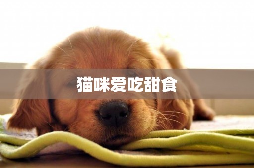 貓咪愛吃甜食