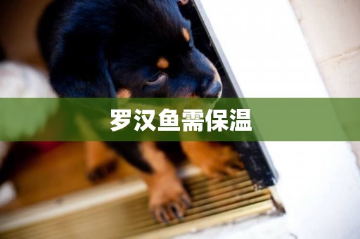羅漢魚需保溫