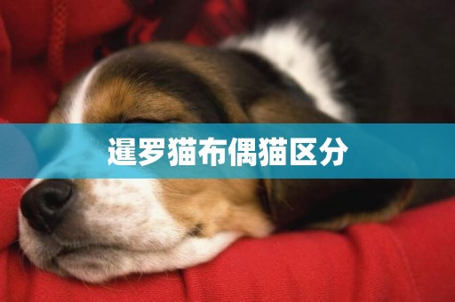 暹羅貓布偶貓區分