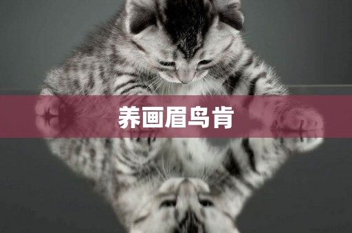 養畫眉鳥肯