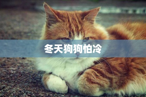 冬天狗狗怕冷
