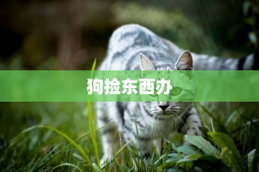 狗撿東西辦