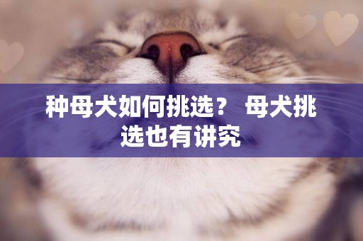 種母犬如何挑選？ 母犬挑選也有講究