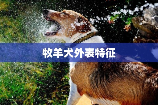 牧羊犬外表特征