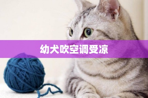 幼犬吹空調受涼