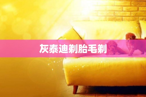 灰泰迪剃胎毛剃