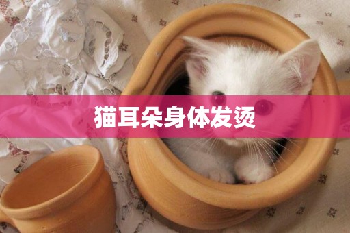貓耳朵身體發燙