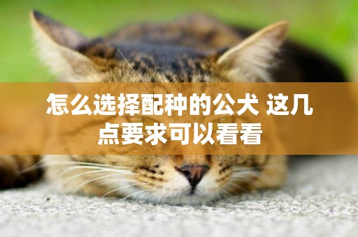 怎么選擇配種的公犬 這幾點要求可以看看
