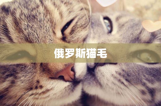 俄羅斯貓毛