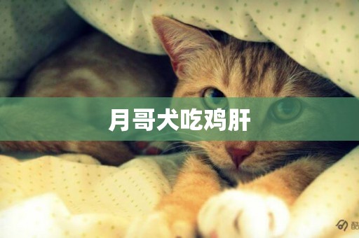 月哥犬吃雞肝