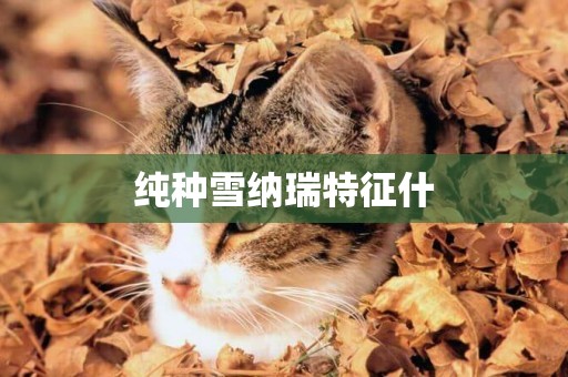 純種雪納瑞特征什