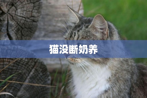 貓沒斷奶養