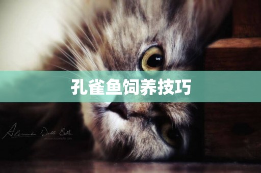 孔雀魚飼養技巧