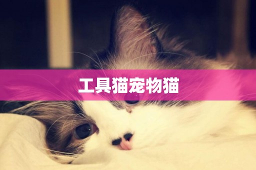 工具貓寵物貓