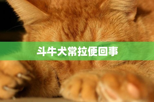 斗牛犬常拉便回事
