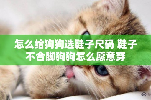怎么給狗狗選鞋子尺碼 鞋子不合腳狗狗怎么愿意穿