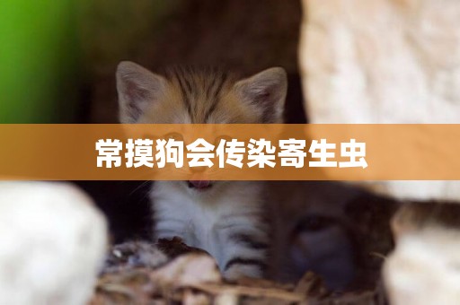 常摸狗會傳染寄生蟲