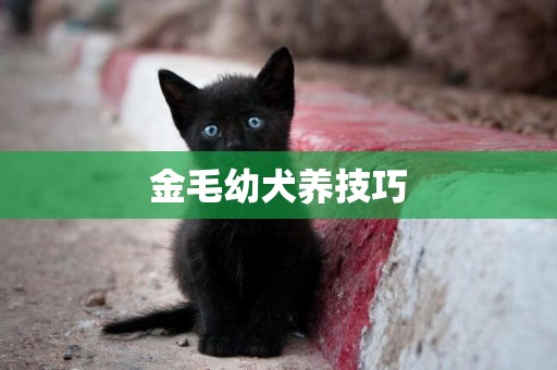 金毛幼犬養技巧