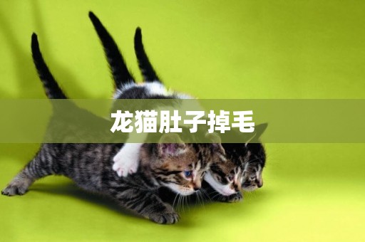 龍貓肚子掉毛