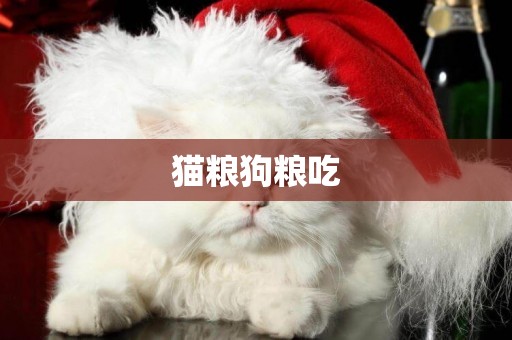 貓糧狗糧吃