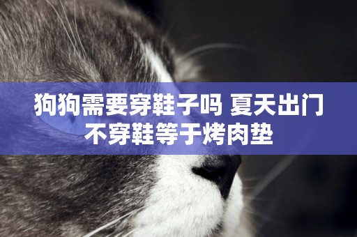 狗狗需要穿鞋子嗎 夏天出門不穿鞋等于烤肉墊