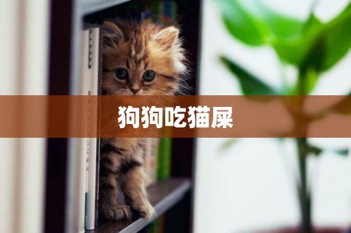 狗狗吃貓屎