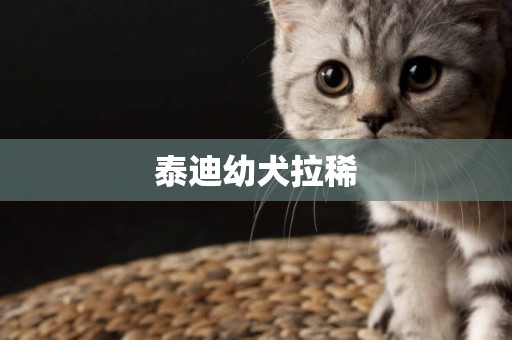 泰迪幼犬拉稀