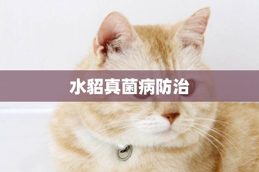 水貂真菌病防治