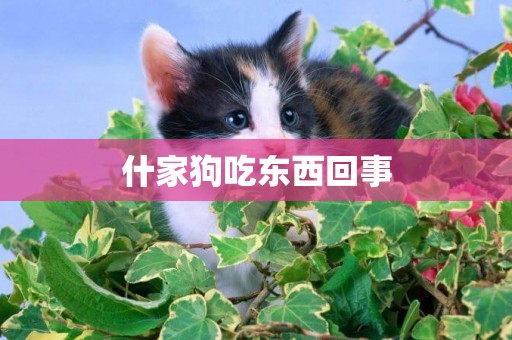 什家狗吃東西回事