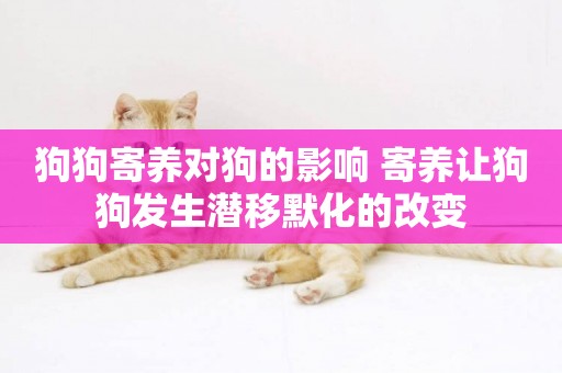 狗狗寄養對狗的影響 寄養讓狗狗發生潛移默化的改變