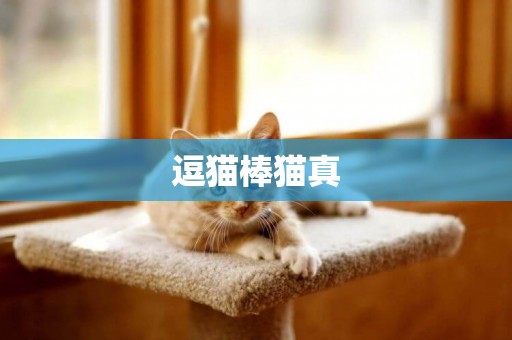 逗貓棒貓真