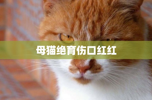 母貓絕育傷口紅紅