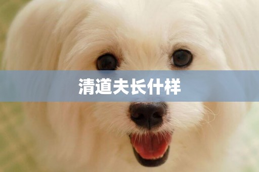 清道夫長什樣