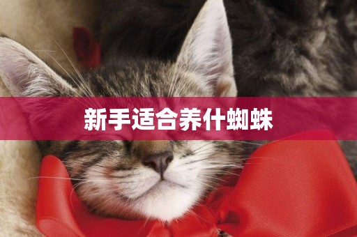 新手適合養什蜘蛛