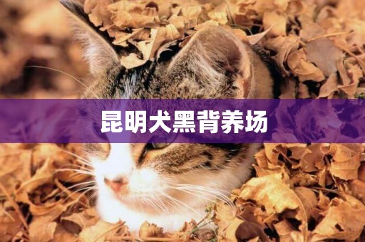 昆明犬黑背養場