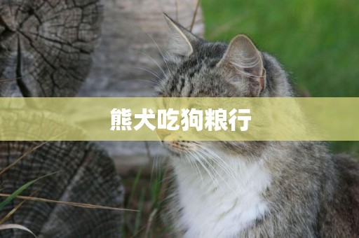 熊犬吃狗糧行