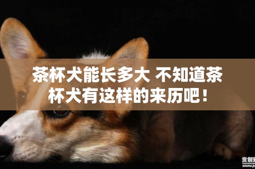 茶杯犬能長多大 不知道茶杯犬有這樣的來歷吧！