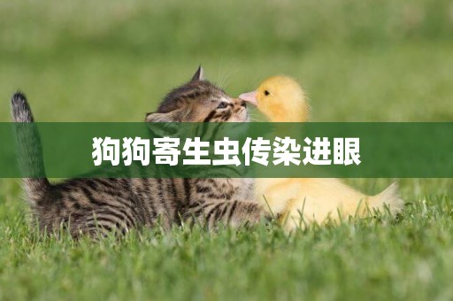 狗狗寄生蟲傳染進眼