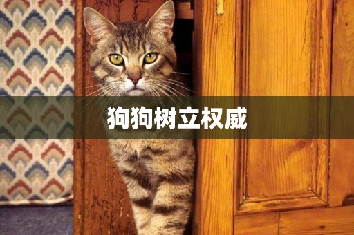 狗狗樹立權威