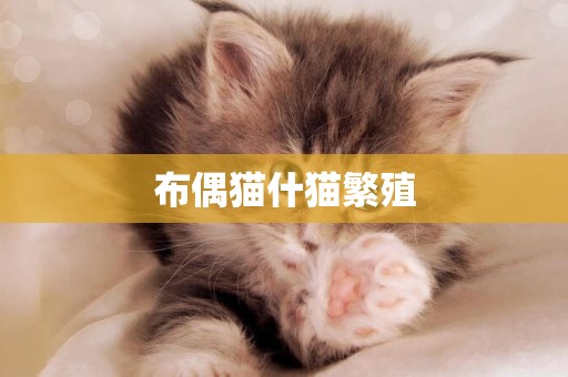 布偶貓什貓繁殖