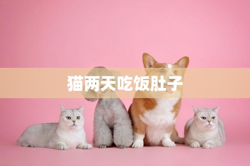 貓兩天吃飯肚子