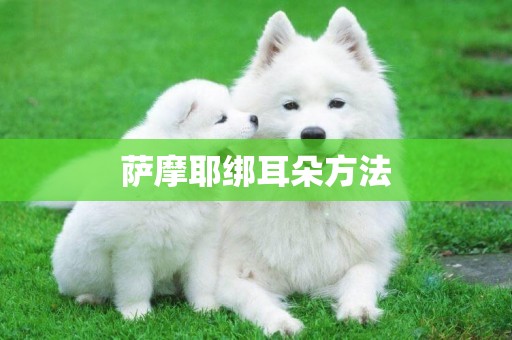 薩摩耶綁耳朵方法