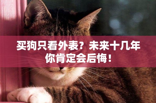 買狗只看外表？未來十幾年你肯定會后悔！