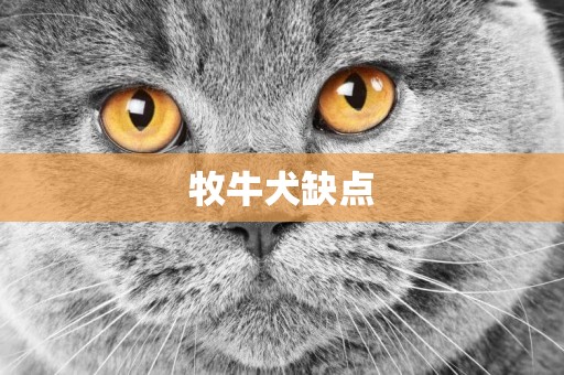 牧牛犬缺點