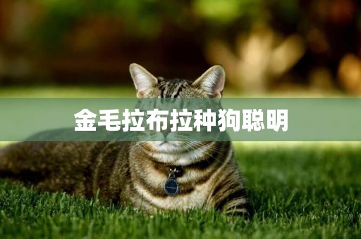 金毛拉布拉種狗聰明