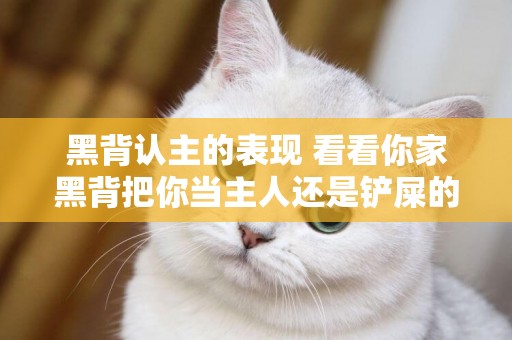 黑背認主的表現 看看你家黑背把你當主人還是鏟屎的